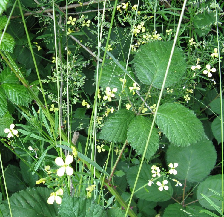 Raphanus raphanistrum subsp. landra